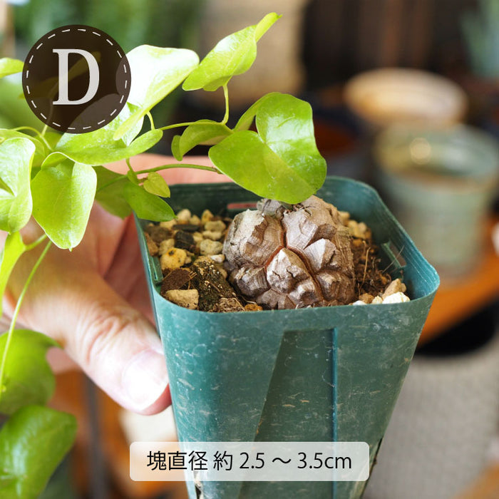 亀甲竜 ディオスコレア・エレファンティペス 2号 – 鉢人