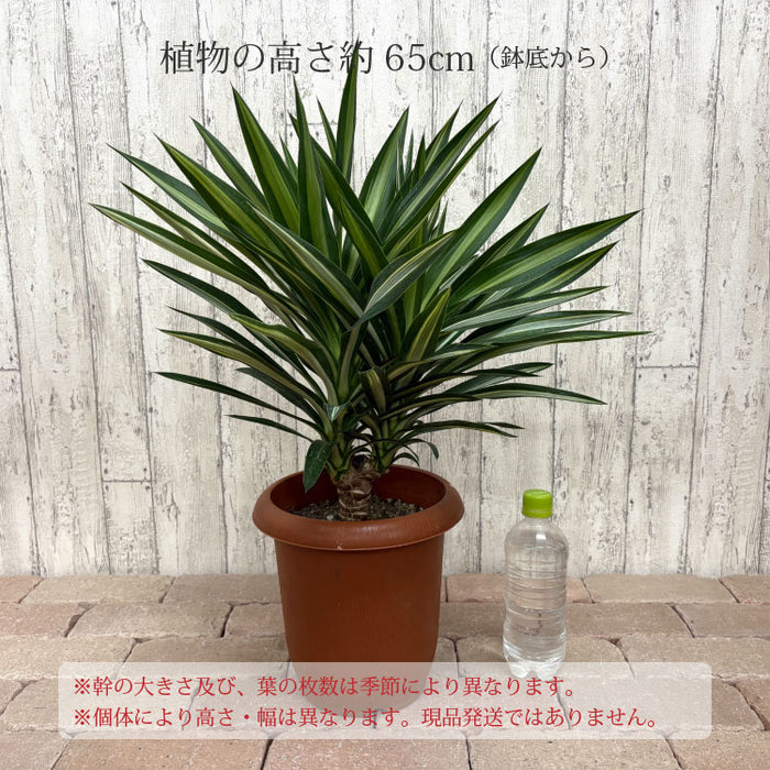 ユッカ シルバースター 7号 – 鉢人