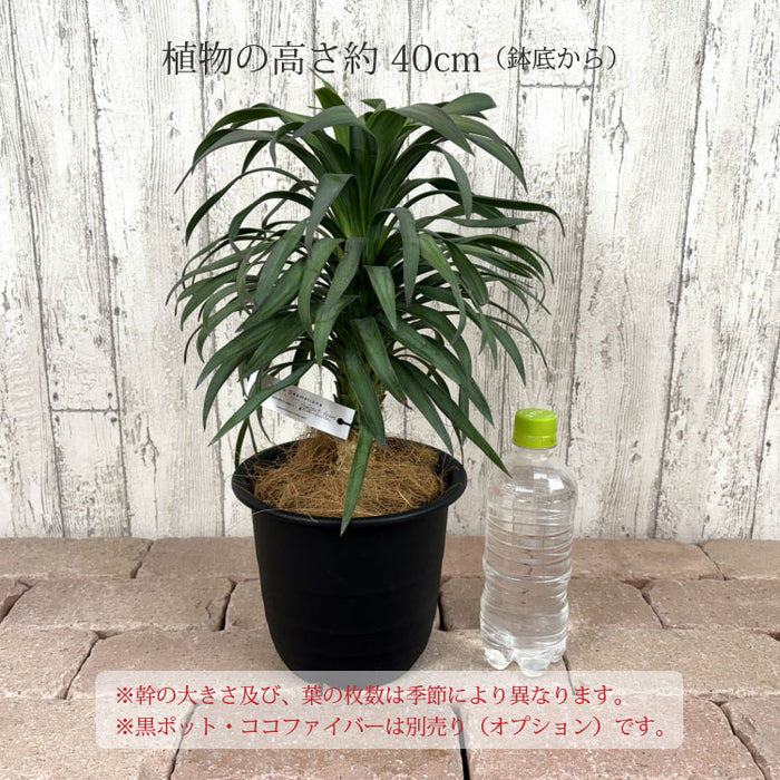 ユッカ・デスメティアーナ – 鉢人