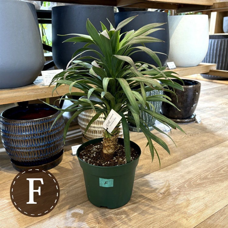 ユッカ デスメティアーナ パイナップル 植物 観葉植物 陶器鉢入り ユッカ デスメティアーナ パイナップル 植物 観葉植物 陶器鉢