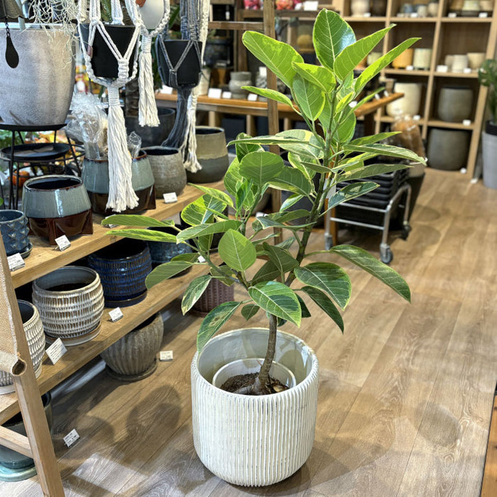 UN211-235 – 鉢人