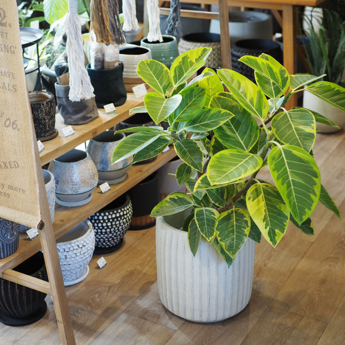 植木鉢 大小約60個 楽天市場】＼レビュー特典あり／植木鉢 鉢 ecopots Oslo 12号 L【2個
