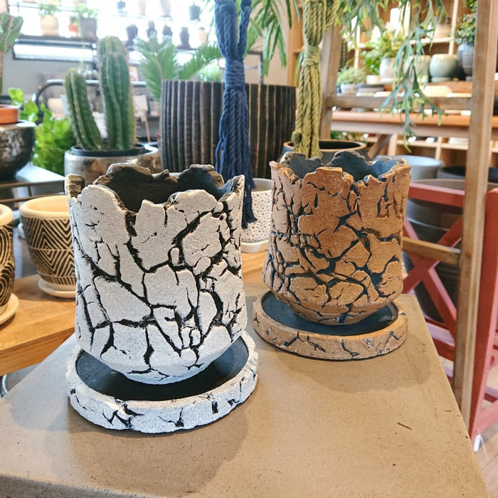 ヒカゲヘゴ 3.5号鉢植え の通販 | 園芸ネット