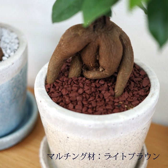 ガジュマル ツートンカラーポットアレンジ – 鉢人