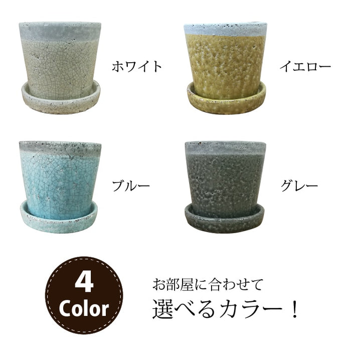 ガジュマル ツートンカラーポットアレンジ – 鉢人