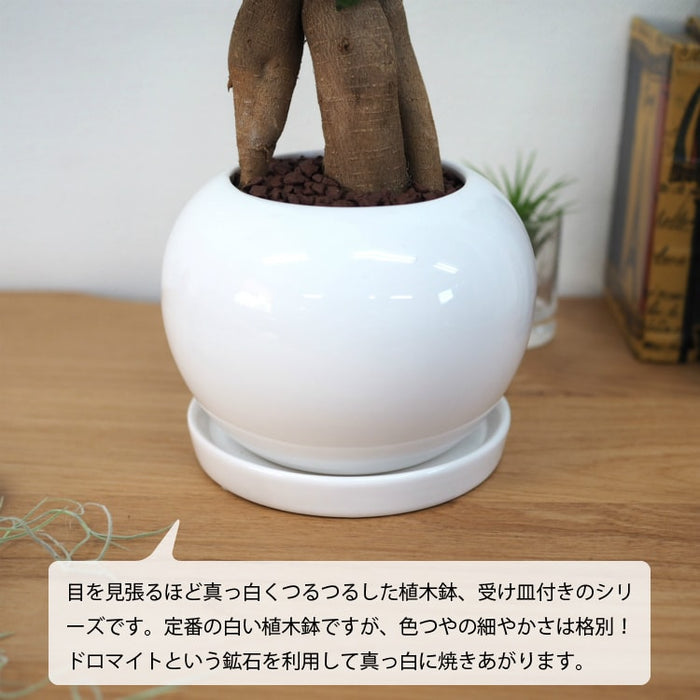 朴ガジュマル約1.7m 白い鉢付き ガジュマル ホワイトポットアレンジ – 鉢人