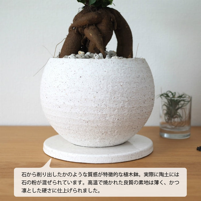 ガジュマル ストーンポットアレンジ – 鉢人