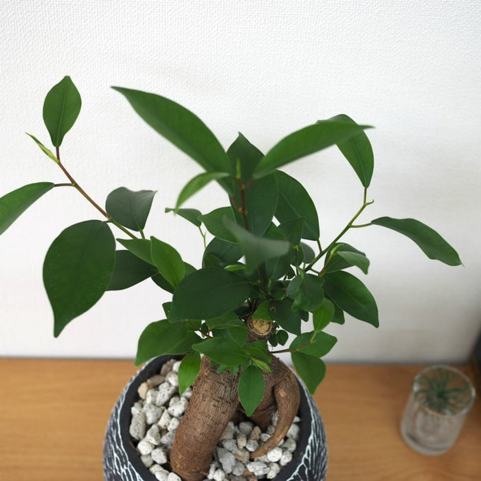 ガジュマル フローラポットアレンジ – 鉢人