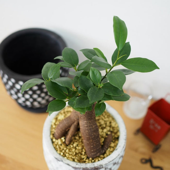 ガジュマルさま専用ページ 楽天市場】観葉植物 ハイドロカルチャー ガジュマル ベージュ