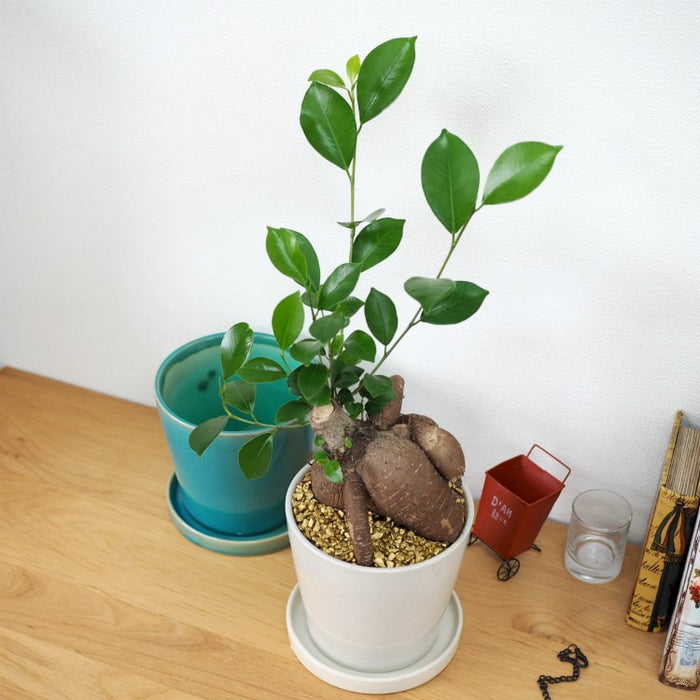 ガジュマル約1.5メートル/13号 ガジュマル約1.5メートル/13号 ガジュマル約1.5メートル/13号