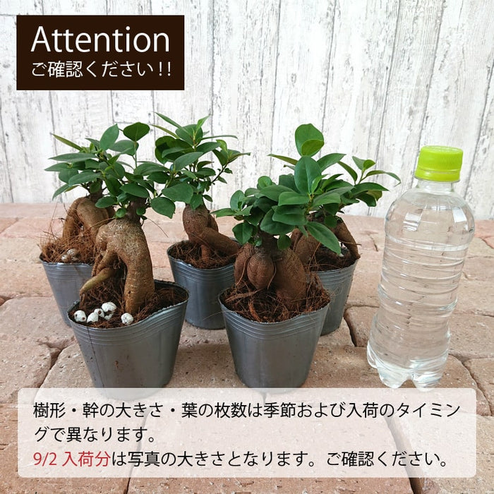 ガジュマル セメントポットアレンジ – 鉢人