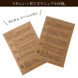 ミニコウモリラン カラーポットアレンジ