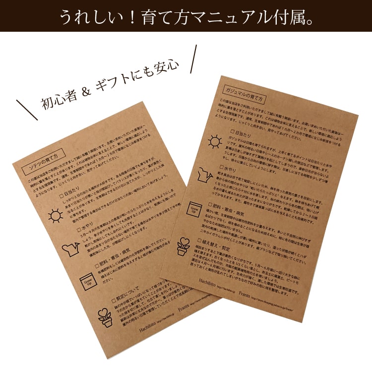 ミニコウモリラン カラーポットアレンジ