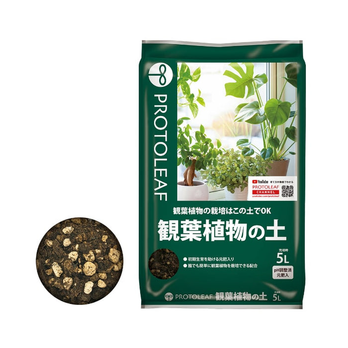 ユッカ ロストラータ 3.5号 – 鉢人 ユッカ ロストラータ 3.5号 – 鉢人