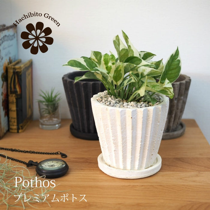 pts001_01_700x.jpg?v=1647309705