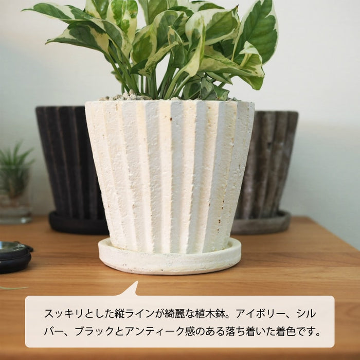 プレミアムポトス ラインポットアレンジ – 鉢人