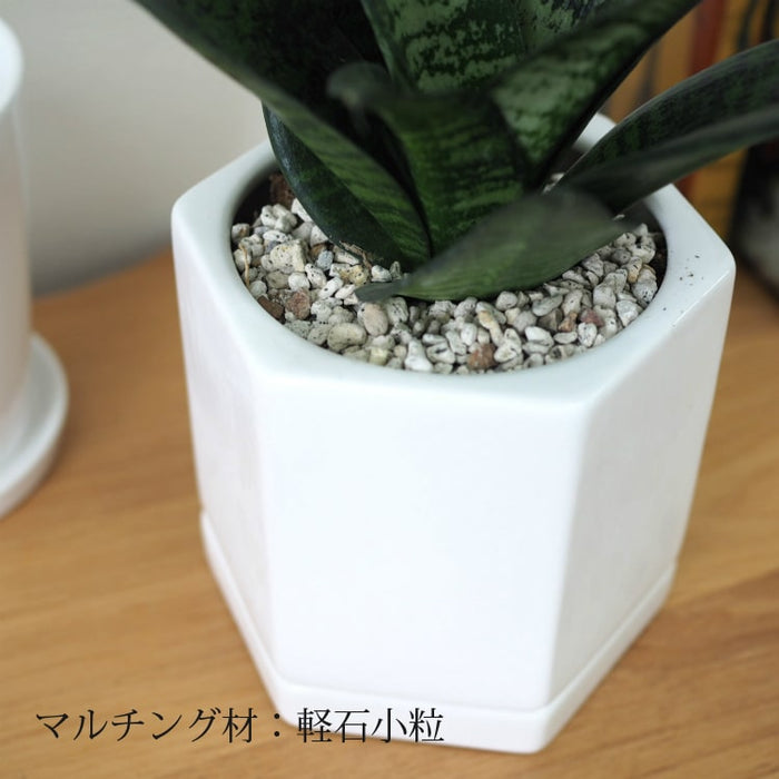 サンスベリア ハニー シンプルポットアレンジ – 鉢人