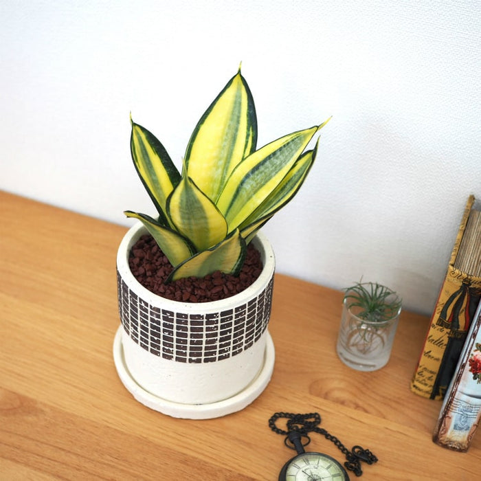 いちごミルク サンスベリア　ハニー サンスベリア「ハニーバニー」