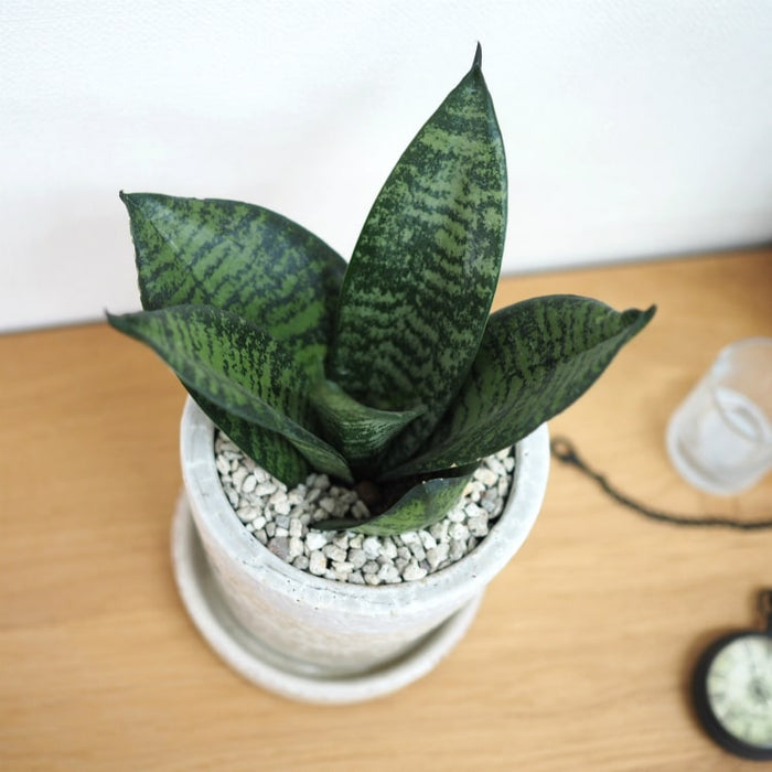 サンスベリア ハニー シャビーポットアレンジ – 鉢人