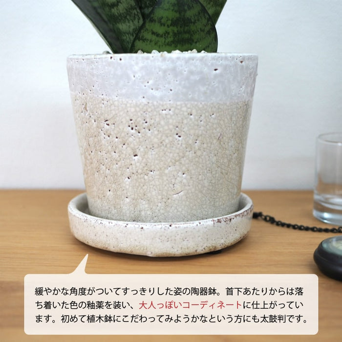 サンスベリア ハニー シャビーポットアレンジ – 鉢人