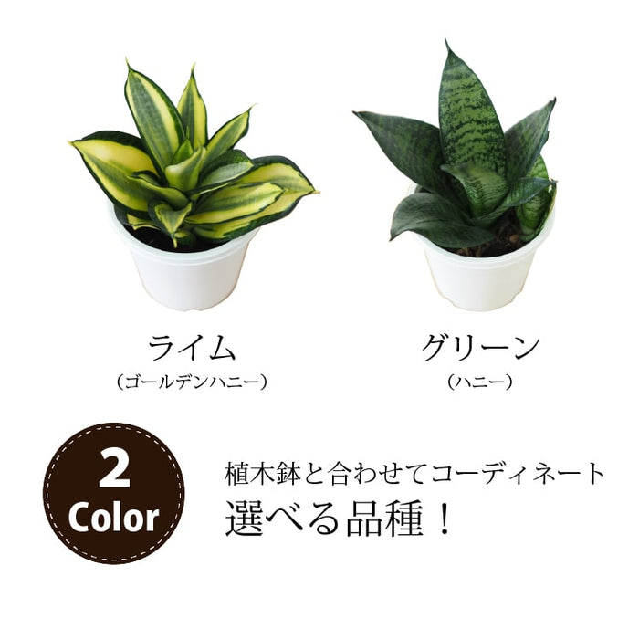 サンスベリア ゴールデンハニー 2.5号ポット 24個 まとめ 鉢ごと