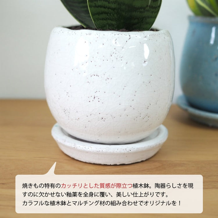 サンスベリア ハニー 和モダン卵型ポットアレンジ – 鉢人