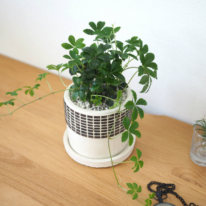 sgv001_02_700x.jpg?v=1662355877