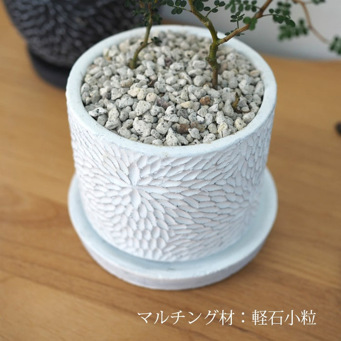 ソフォラ リトルベイビー 4種類から選べる陶器鉢 受け皿付き 4号