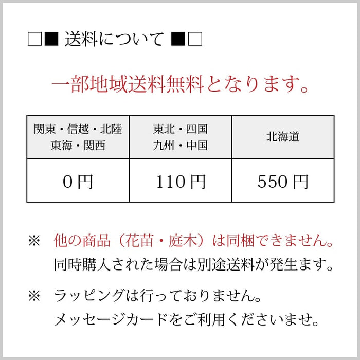ユッカ ロストラータ 3.5号 – 鉢人