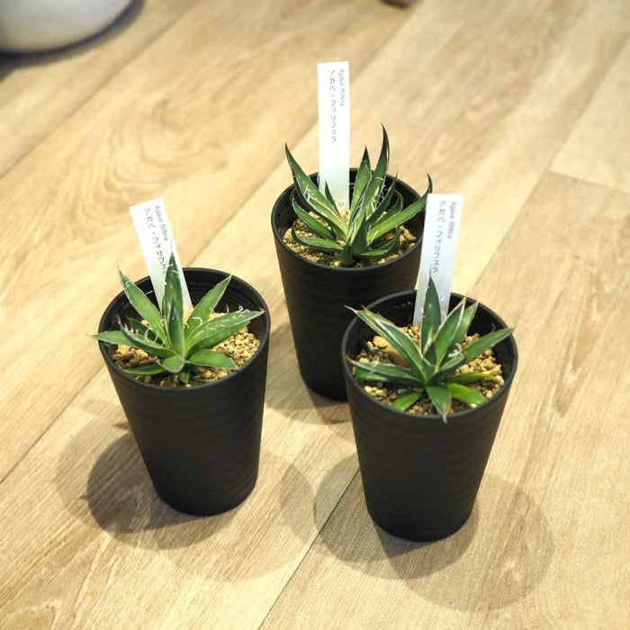 tb056_04_700x.jpg?v=1673836344