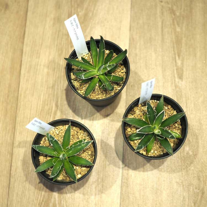 アガベ フェリフェラ（ミダレユキ） 3.5号ロング – 鉢人