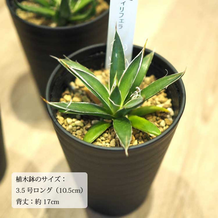 鉢（フリスキー） アガベ フェリフェラ（ミダレユキ） 3.5号ロング – 鉢人
