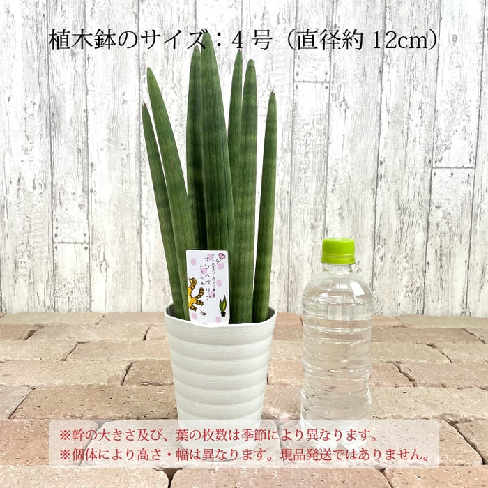 サンスベリア スタッキー 4号 (12cm) – 鉢人