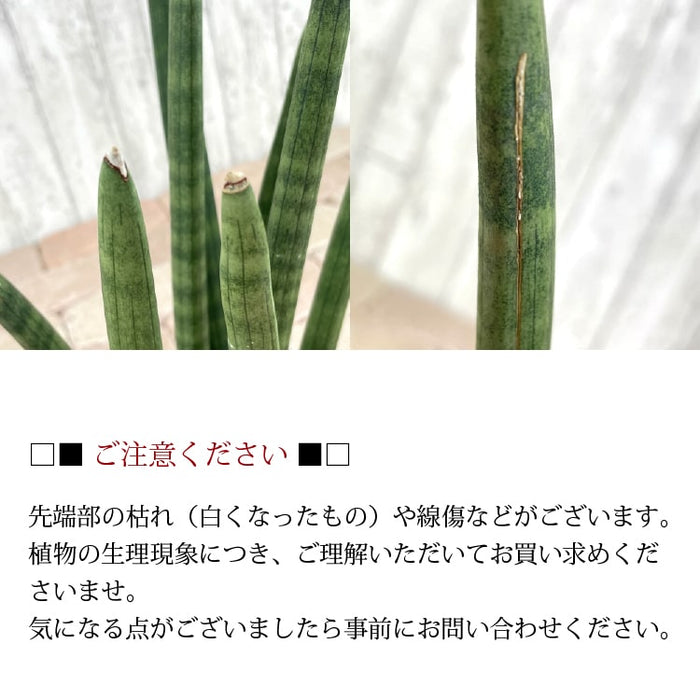 サンスベリア スタッキー 4号 (12cm) – 鉢人