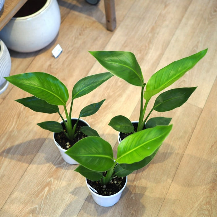 観葉植物 ストレリチア（ストレチア）・オーガスタ 8号 「3株