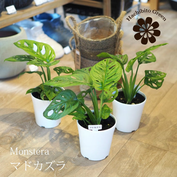 マドカズラ - 植物/観葉植物