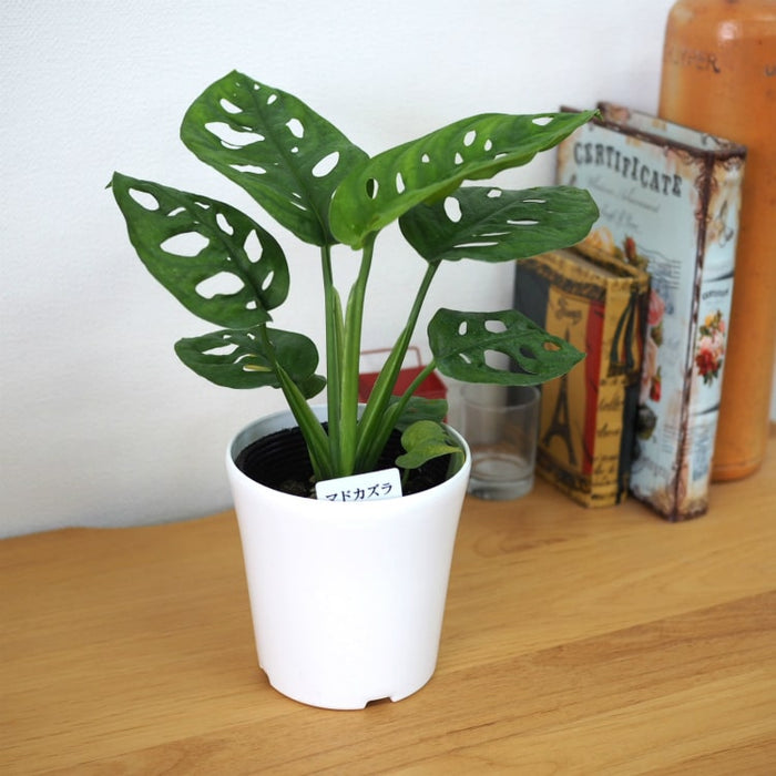 tb109_04_700x.jpg?v=1689811522