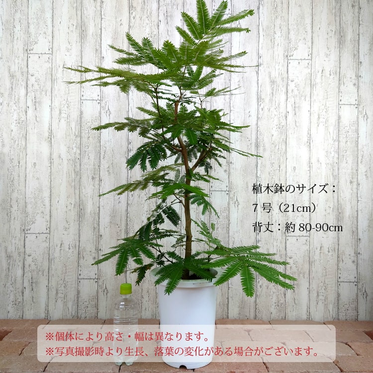 買いました エバーフレッシュ曲がり❗️観葉植物！高さ85◎❗樹形綺麗