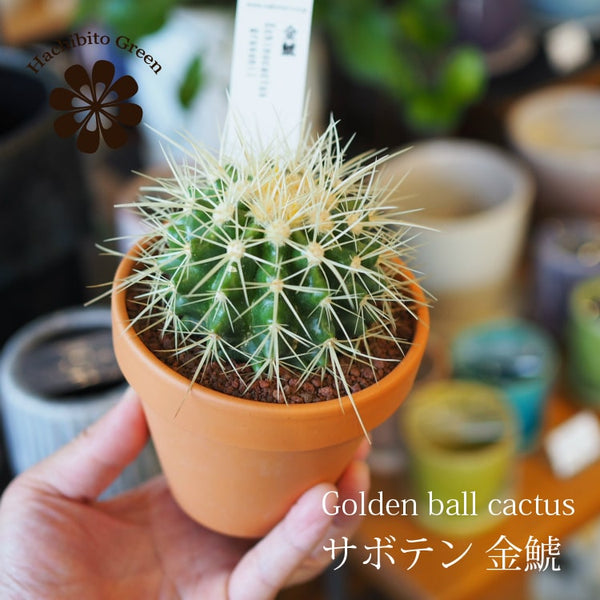 現品】サボテン 金鯱（キンシャチ） 15号（1）Echinocactus grusonii 