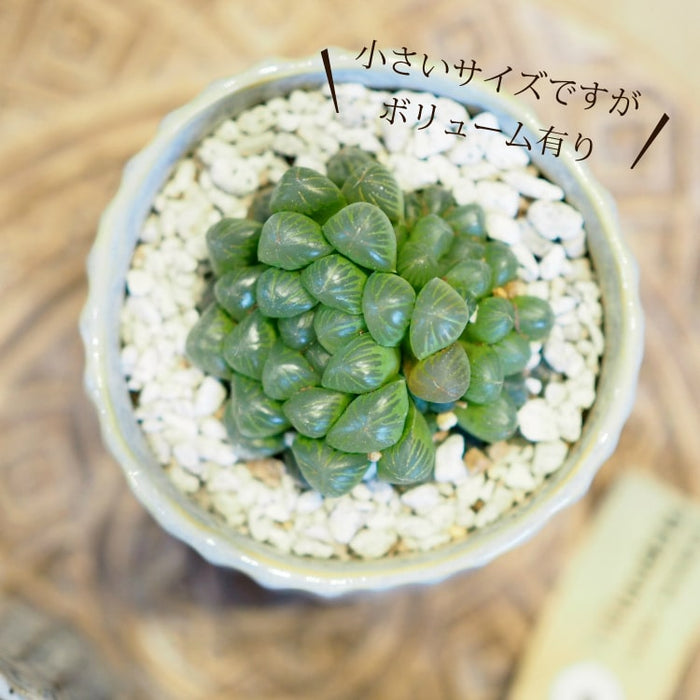 ハオルチア：交配シリーズ（WDW（B）×紫太陽） 3号鉢植え の通販