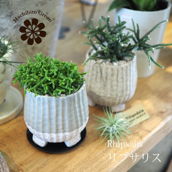 リプサリス ホリダ | サボテン・多肉植物 | NIKO FLOWERS+