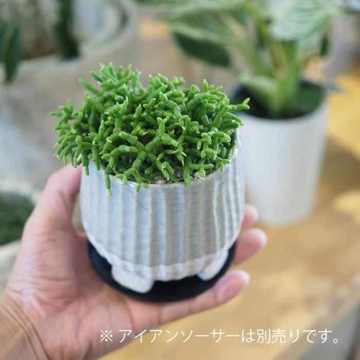 リプサリス 陶器鉢セット 3号（10cm） – 鉢人