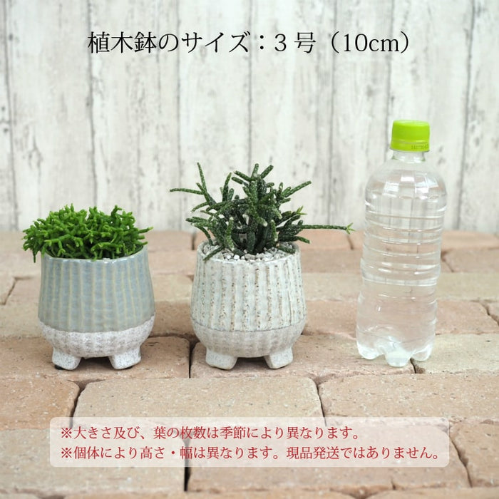 リプサリス 陶器鉢セット 3号(10cm) – 鉢人 リプサリス 陶器鉢セット 3号(10cm) – 鉢人