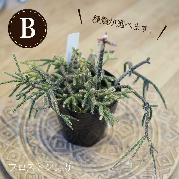 リプサリス 陶器鉢セット 3号(10cm) – 鉢人 リプサリス 陶器鉢セット 3号(10cm) – 鉢人