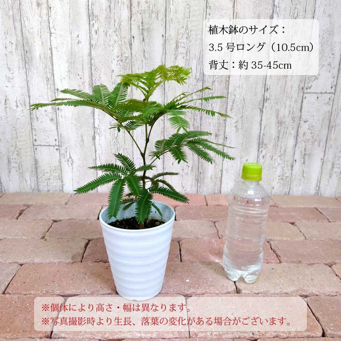 エバーフレッシュ 3.5号 – 鉢人