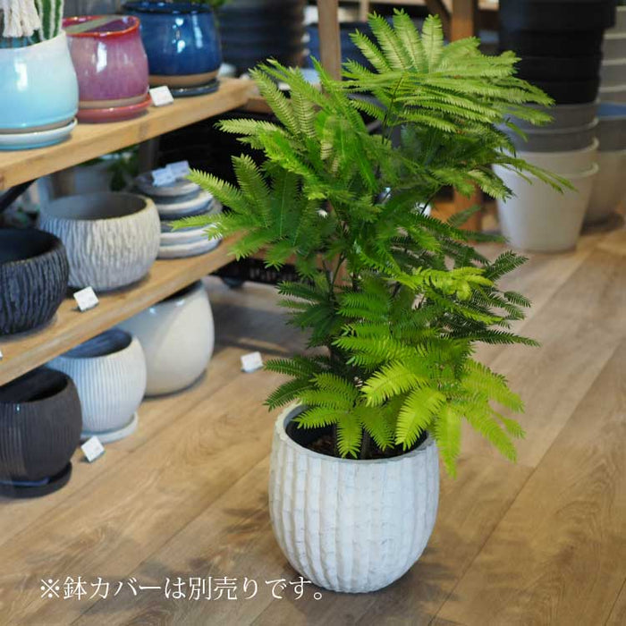 エバーフレッシュ 6号 – 鉢人