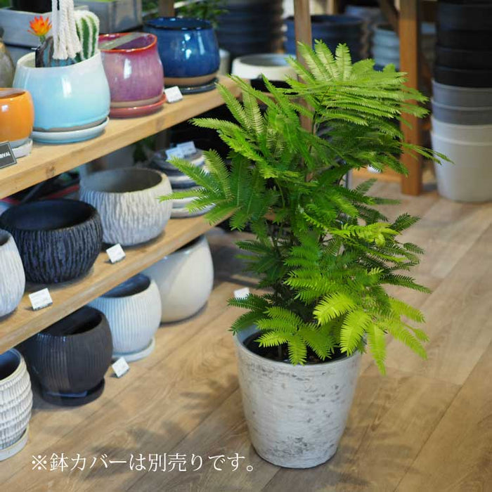 エバーフレッシュ 陶器 セメント鉢 ベージュ 6号 極上 高級感 エバーフレッシュ 陶器 セメント鉢 ベージュ 6号 極上 高級感