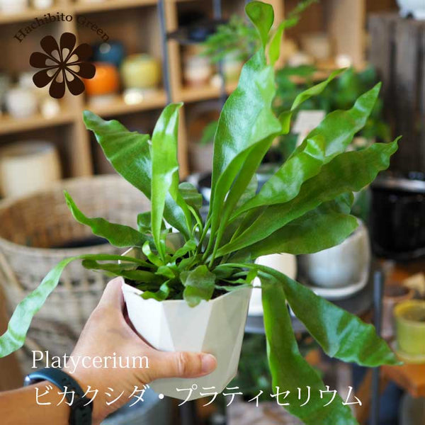ビカクシダ／コウモリラン 超特大サイズ - 観葉植物