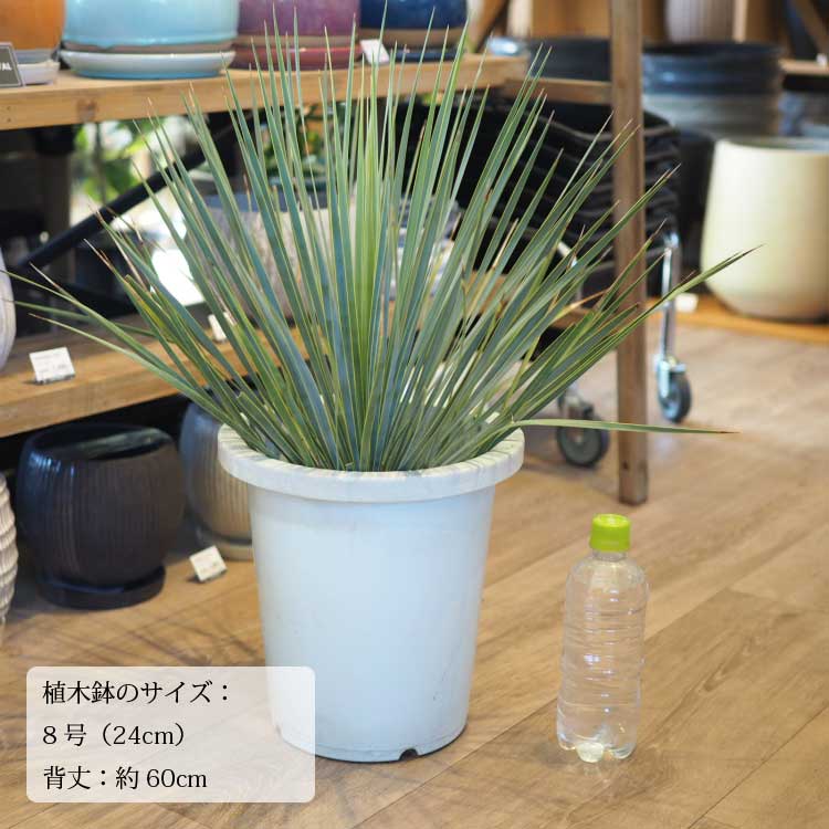 ユッカ ロストラータ 8号(24cm)ポット - 観葉植物