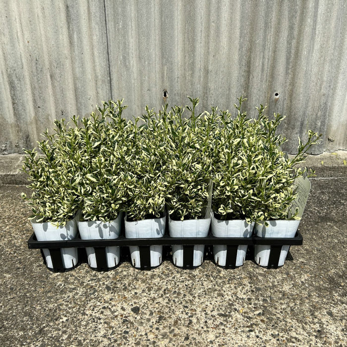 【AR 100枚 かぶり無し】レアコイル、カスミのラプラス、ハッサム、ハガネール tb146_05_7c52ee00-f084-43c6-